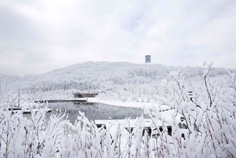 雪景场景森林树