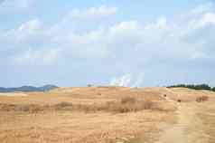 小岛上的秋天枯黄的草地风景摄影图