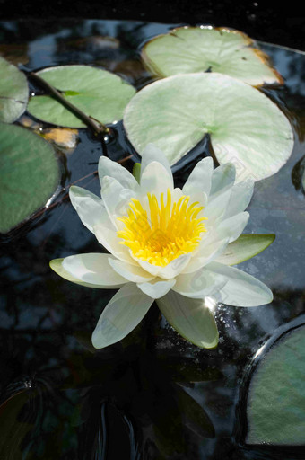 开花黄色花蕊<strong>睡莲</strong>水缸摄影图