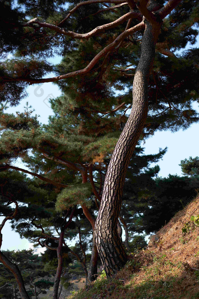 包图网提供精美好看的松树森林秋天素材免费下载,本次作品主题是摄影