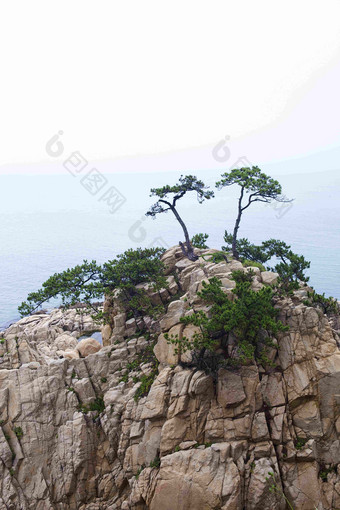 沿海岛屿山顶松树风景摄影图