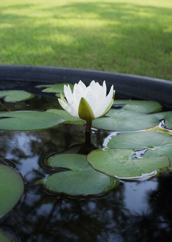 水缸睡莲开花雄蕊雌蕊池塘特写摄影图