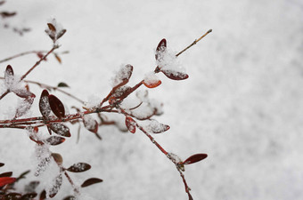 树叶<strong>植物</strong>雪京畿道