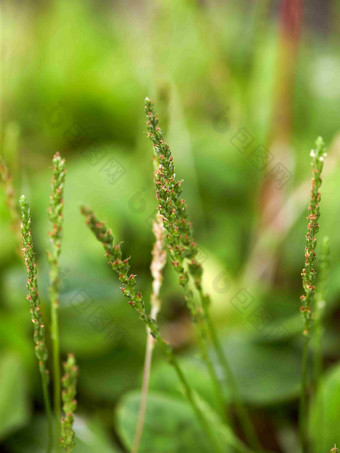 <strong>车</strong>前草阀杆茎植物