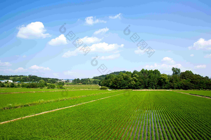 大米帕迪农场农村麦田蓝天风景摄影图