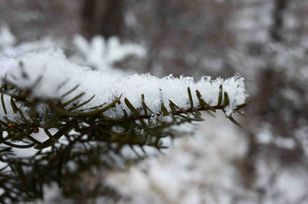 树叶植物雪省