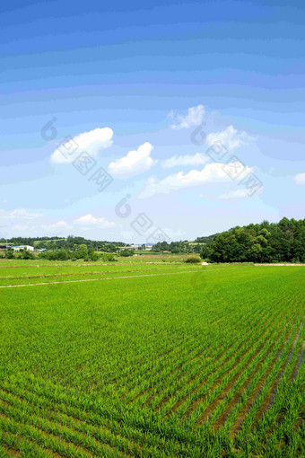 大米帕迪农场蓝天麦田风景摄影图