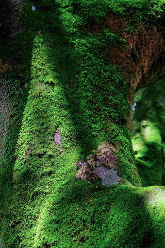 森林树上的苔藓绿皮风景摄影图