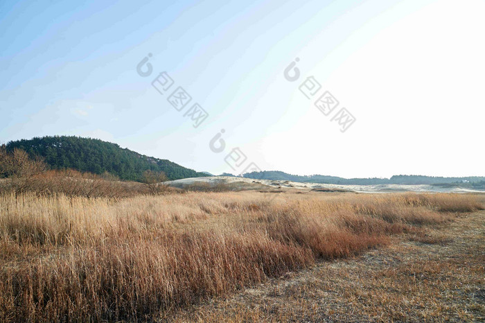 海边戈壁滩芦苇荡沙丘风景摄影图