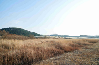 海边戈壁滩芦苇荡沙丘风景摄影图