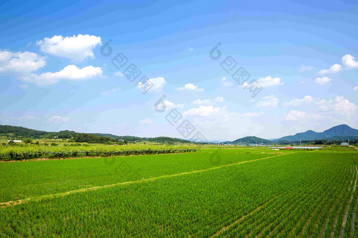 大米帕迪农场户外蓝天风景摄影图