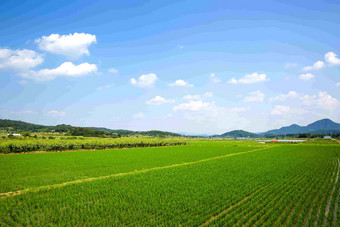 大米帕迪农场户外蓝天风景摄影图
