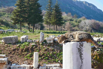 猫希拉波立以弗所岩石