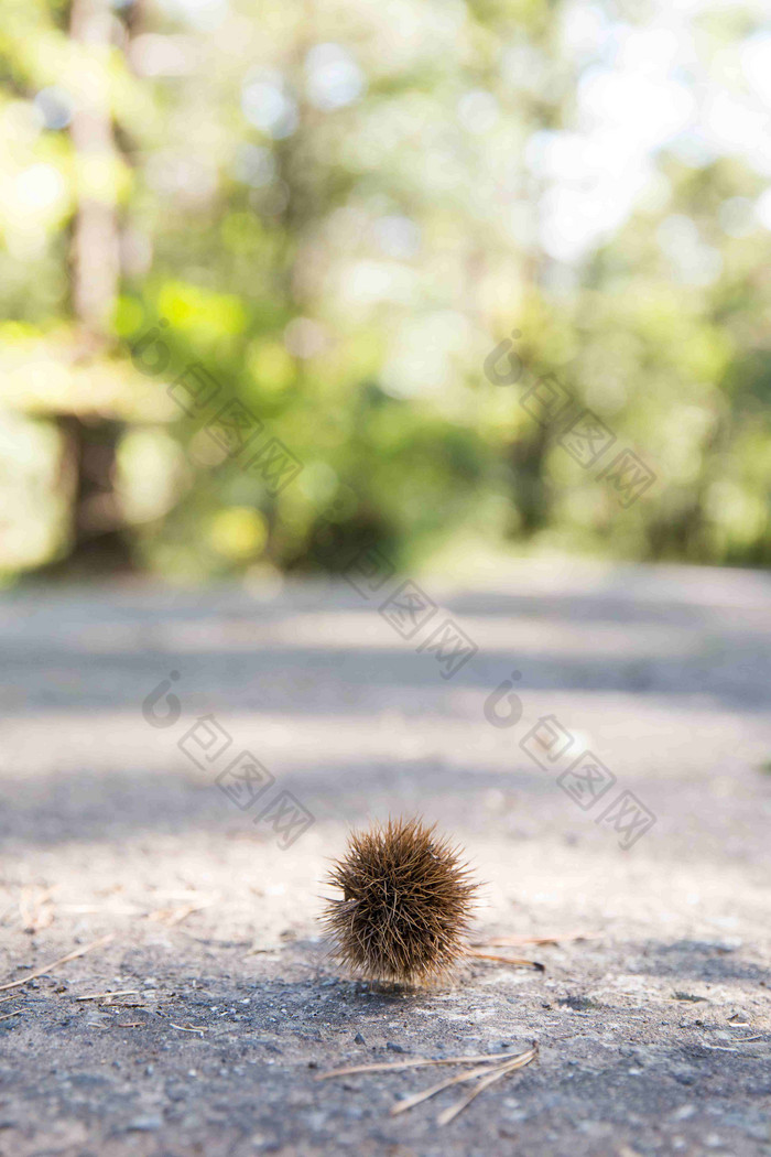 栗钻植物户外风景特写摄影图