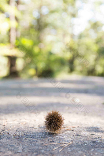 栗钻植物<strong>户外风景</strong>特写摄影图