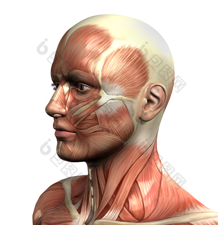 3d男性数字与肌肉地图2