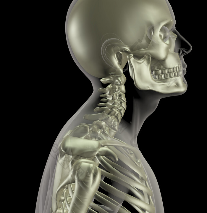 男性骨架与关闭向上的脖子骨头
