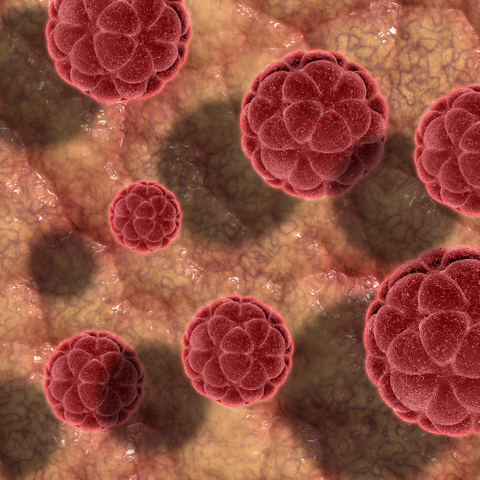 红色的微生物病菌摄影图