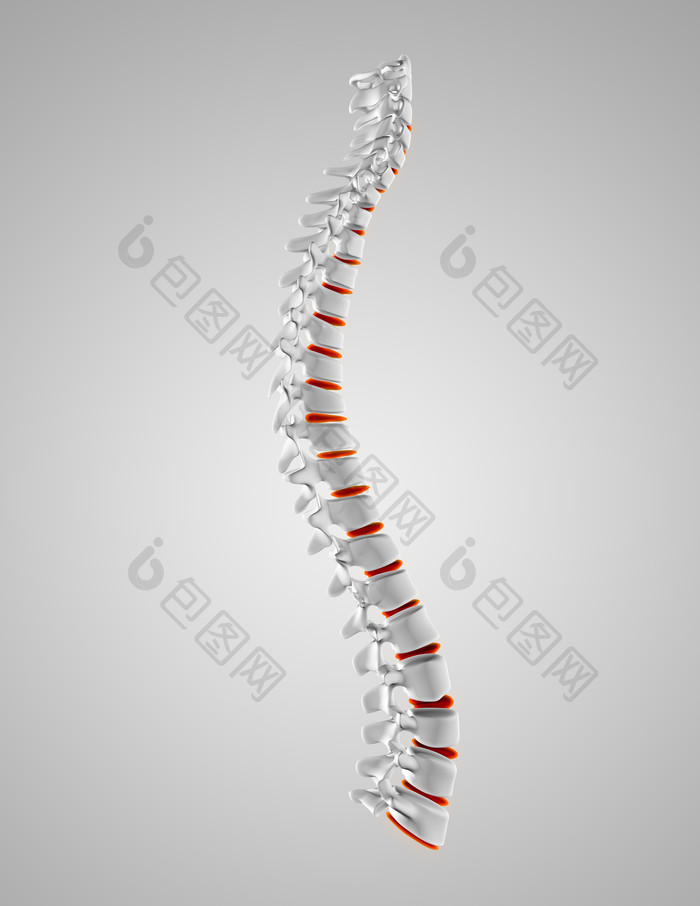生物学人体脊椎骨
