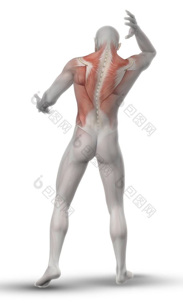 男子背部肌肉摄影图