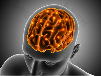 3D生物学人体大脑