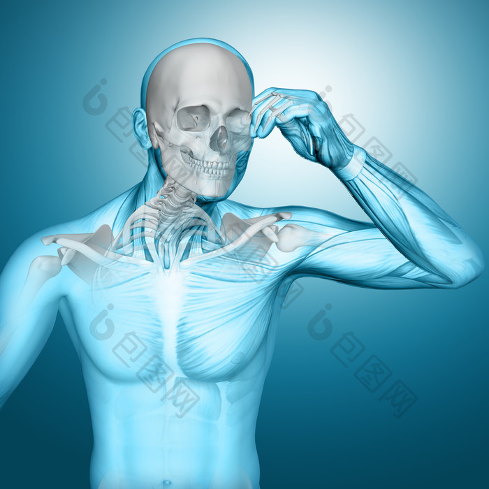 男性头骨和胸肌摄影图