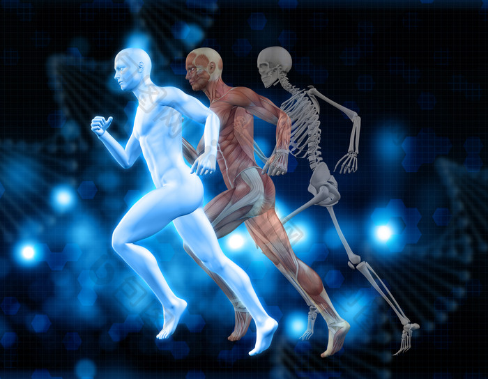 3D生物学跑步男人