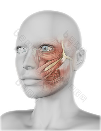 女人面部<strong>肌肉</strong>摄影图