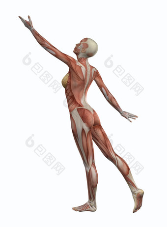 女子身上的肌肉摄影图