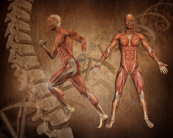 医疗医学人体肌肉摄影图
