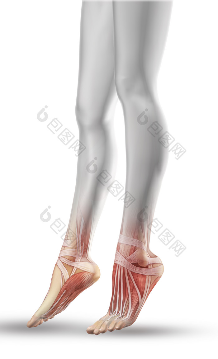 关闭向上的女腿与部分肌肉地图2
