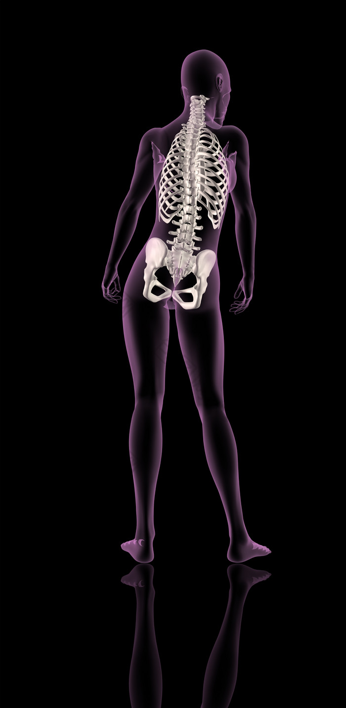 女医疗骨架显示脊柱和臀部骨