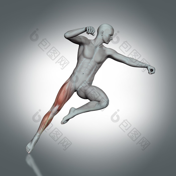 3d医疗人类运动腿部肌肉图像