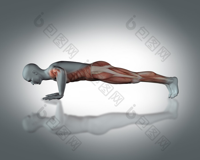 3d医疗人类运动全身肌肉图像