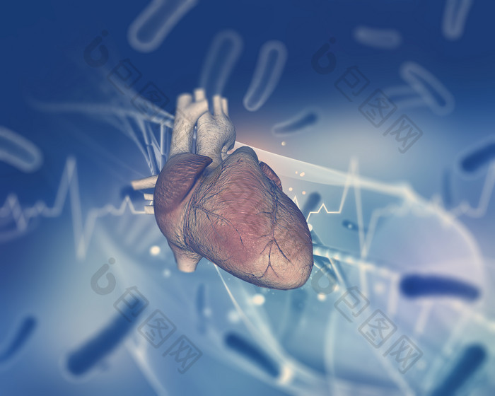 人体的心脏摄影图