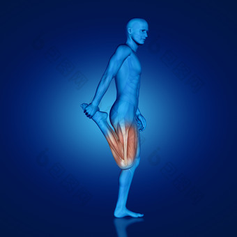 3D健身男子腿部肌肉