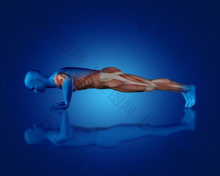 3D俯卧撑男子肌肉