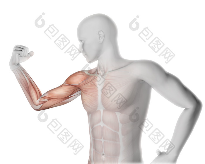 3d男性医疗数字弯曲手臂与部分肌肉地图