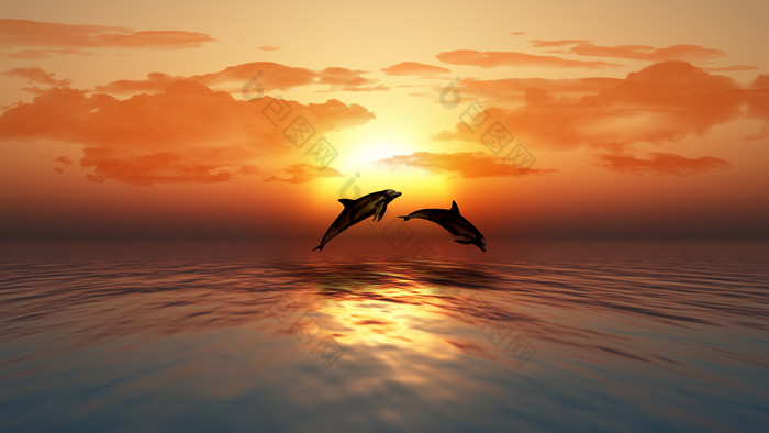 日落海洋与跳海豚