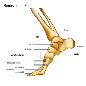 脚骨架侧面细节简洁元素图片下载
