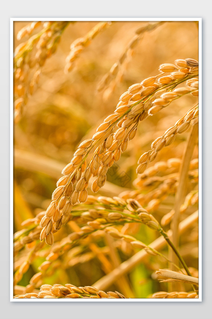 成熟的下垂的水稻图片