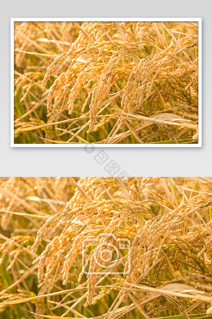 秋收水稻五常大米