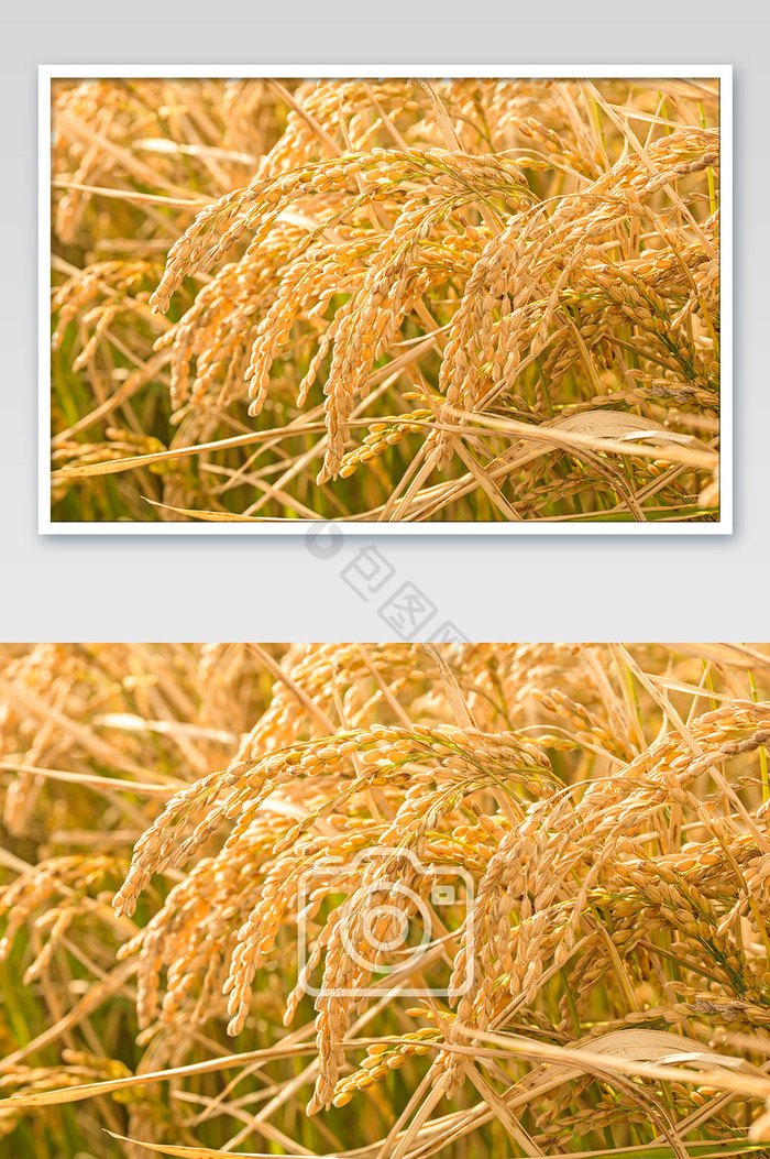 秋收水稻五常大米图片