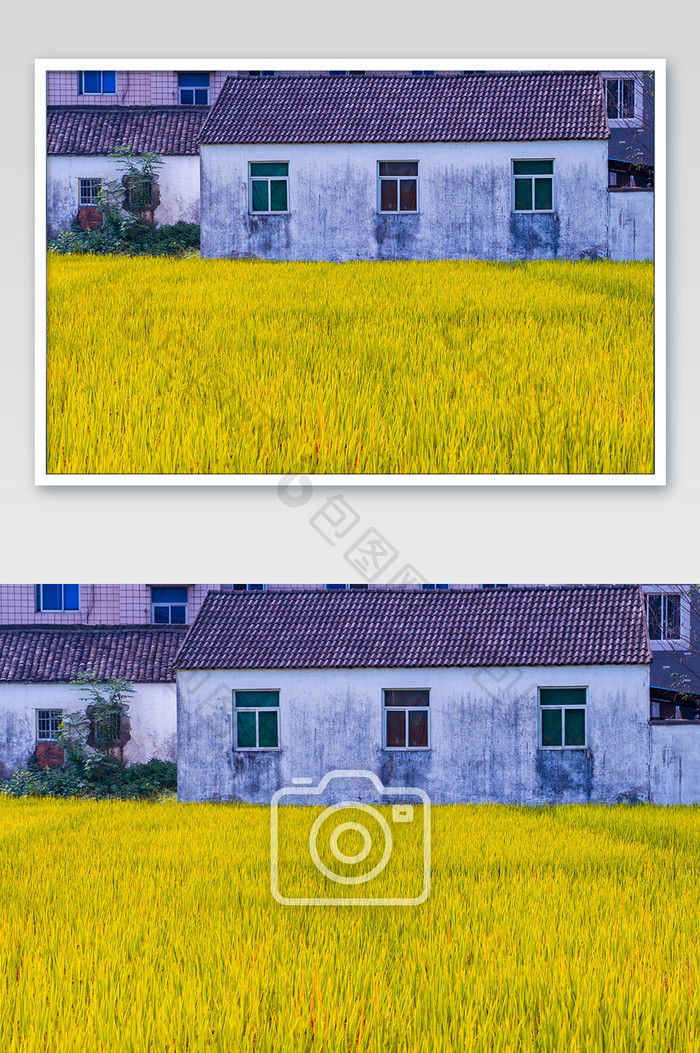 乡村白墙黑瓦金色稻田摄影图