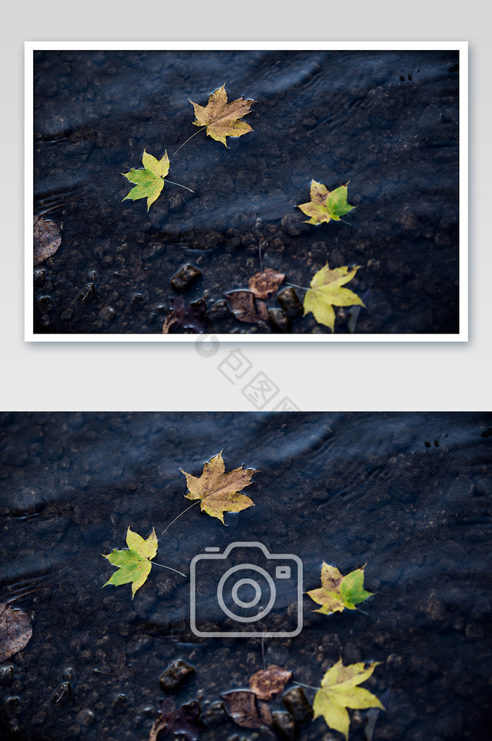 水中秋天的落叶漂泊图片