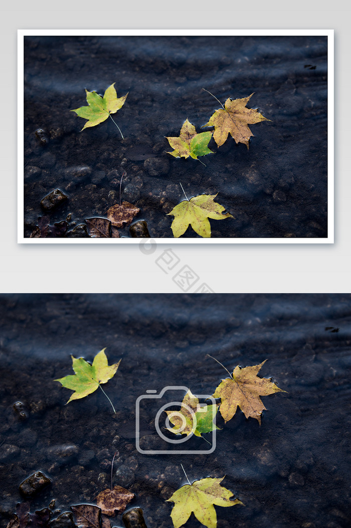 秋天的落叶在水中图片