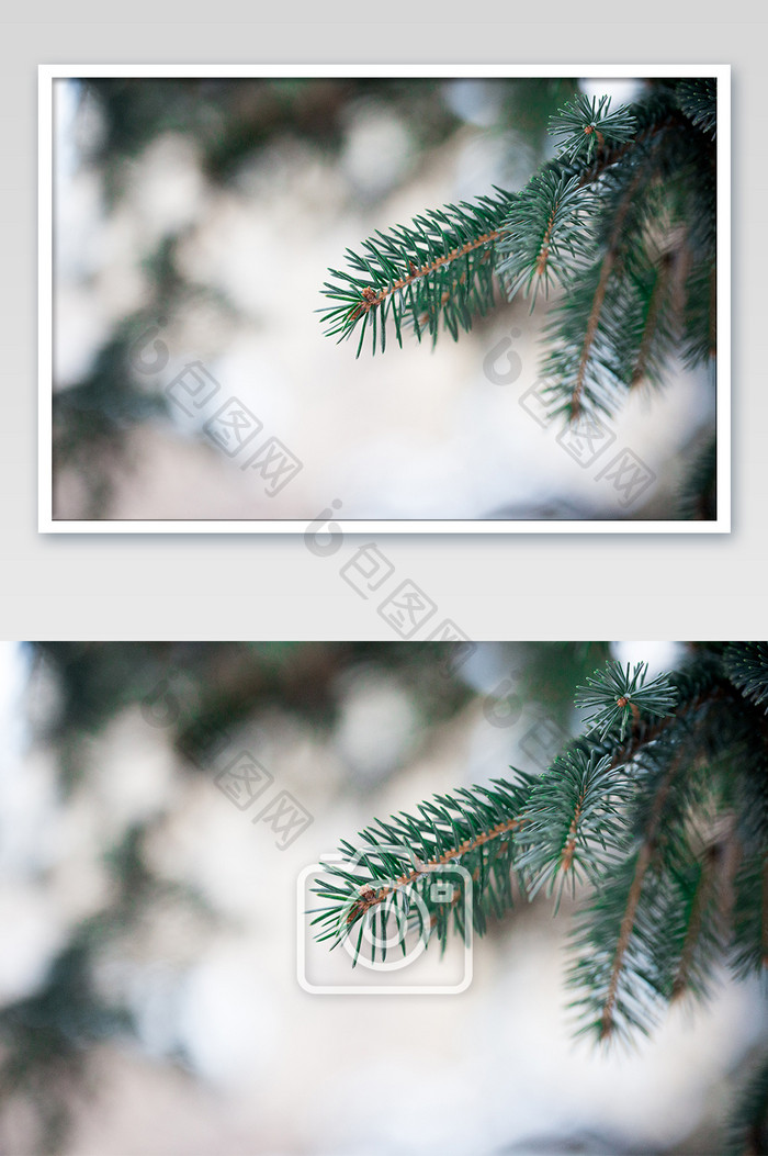 圣诞节意境拍摄松树背景