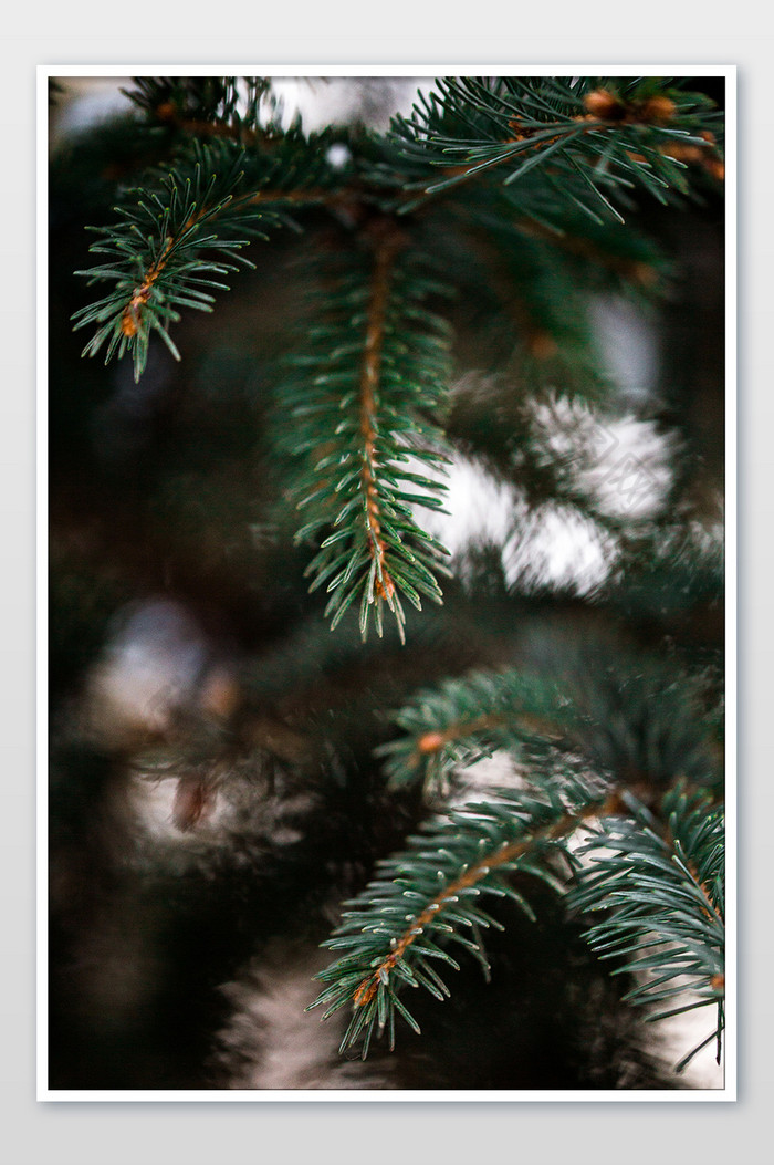 意境松树竖版拍摄圣诞节素材图片图片