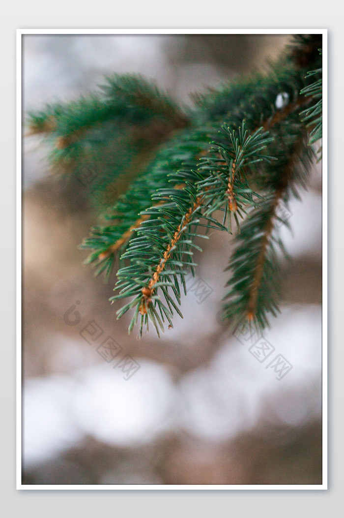 绿色松树圣诞节好看的素材图片图片