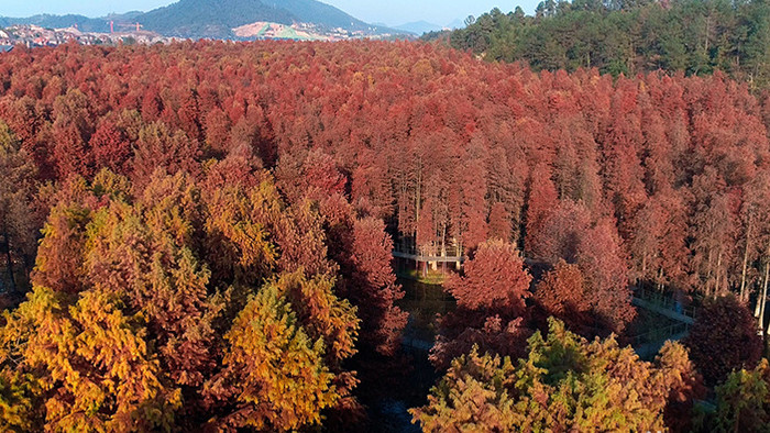 航拍杭州市临安区秋天水上森林